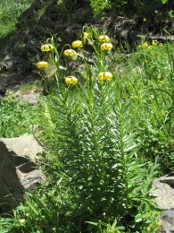 Lilium pyrenaicum Gouan., Azucena de los Pirineos, Zitoria