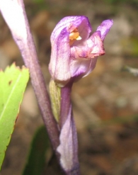 Limodorum abortivum (L.) Swartz., Orquídea abortada 3
