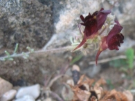 Linaria aeruginea Gouan) Cav., Acicate espa�ol 3