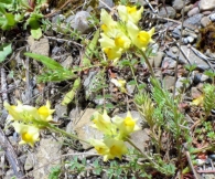 Linaria badalii Willk. Linaria alpina var badalii (Loscos)P. Monts. Linaria proxima (Coincy 1898). 2