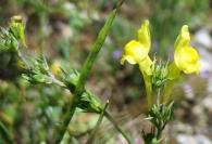 Linaria badalii Willk., Linaria proxima Coincy, Linaria amarilla de hoja estrecha. 3