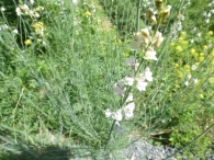 Linaria repens (L.) Mill. subsp. blanca (Pau) Rivas Goday & Borja. Pajarita p�lida. 2