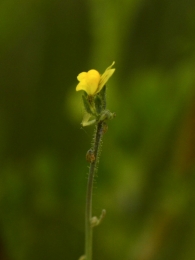 Linaria simplex 2