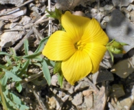 Linum campanulatum L., Lino amarillo.