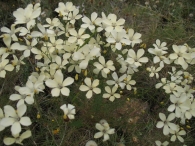 Linum suffruticosum L. var. angustifolium Lange, Linum tenuifolium L. subsp. suffruticosum (L.) Litard.
