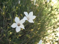 Linum tenuifolium L. subsp. suffruticosum (L.) Litard. 3