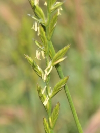 Lolium perenne 2