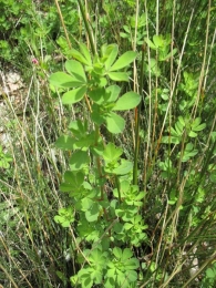 Lotus pedunculatus Cav., Cuernecillo grande, Alfalfa chilota.