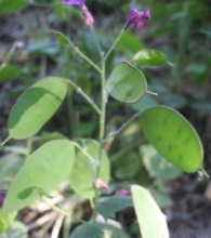 Lunaria rediviva L., Lunaria odorata, Honestidad perenne 4