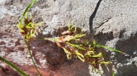 Luzula nutans