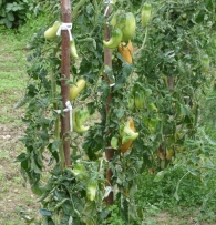 Lycopersicon esculentum Mill., Solanum lycopersicum L. var. Tomate del pimiento.