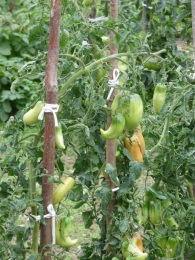 Lycopersicon esculentum Mill., Solanum lycopersicum L. var. Tomate del pimiento. 2