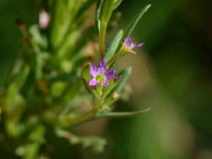 Lythrum hyssopifolia 3