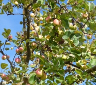 Malus domestica Borkh., Manzano común 2