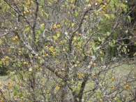 Malus sylvestris ( L.) Mill., Manzano silvestre, Manzano de bosque, Patxaka