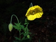 Meconopsis cambrica
