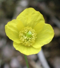 Meconopsis cambrica  (L) Vig., Amapola amarilla 3