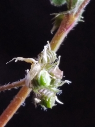 Medicago littoralis 3