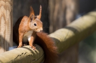 Sciurus vulgaris/Katagorria