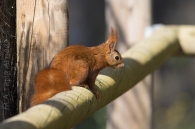 Sciurus vulgaris/Katagorria