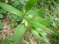 Melittis melissophyllum L.,Toronjil. 2