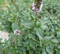 Mentha x piperita f. Citrata ‘Chocolate’, Mentha x piperita var. officinalis f. rubescens.