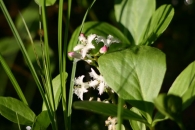 Menyanthes trifoliata L. 2