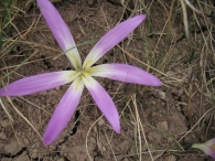 Merendera pyrenaica (Pourr.) P.Fourn., Merendera montana (L.) Lange, Quitameriendas 5