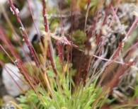 Mibora minima (L.) Desv., Agrostis minima L.