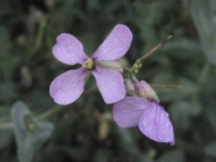 Moricandia arvensis