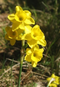 Narcissus assoanus Dufour., Narciso menor 4