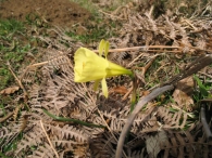Narcissus bulbocodium L., Narciso acampanado 3