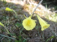 Narcissus bulbocodium L., Tromp�n, Narciso acampanado 2