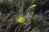 Narcissus bulbocodium 2