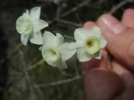 Narcissus dubius Gouan. Narciso blanco silvestre.