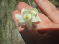 Narcissus dubius Gouan. Narciso blanco silvestre.