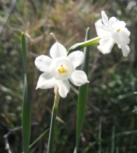 Narcissus dubius Gouan., Narciso blanco silvestre