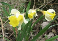 Narcissus pseudonarcissus L. subsp. pallidiflorus, Txutxupraka, Anbulu gaizto