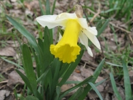 Narcissus pseudonarcissus L. subsp. pallidiflorus, Txutxupraka, Anbulu gaizto 2