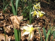Narcissus pseudonarcissus L. subsp. pallidiflorus, Txutxupraka, Anbulu gaizto 5