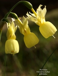Narcissus coronatus DC.