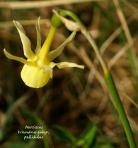 Narcissus coronatus DC.