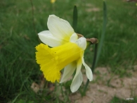 Narcissus valduriensis