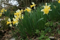 Narcissus varduliensis