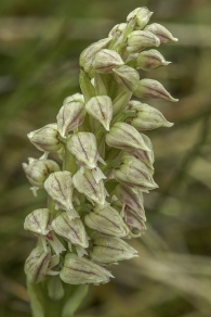 Neotinea maculata