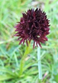 Nigritella gabasiana Teppner & E. Klein., Estrella negra, Nigritella nigra, Orquídea negra. 4