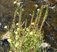Oenothera biennis L., Onagra