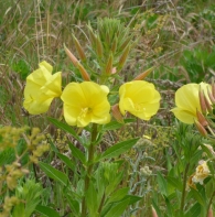 Oenothera glazioviana Micheli in Mart., Hierba del asno. 2