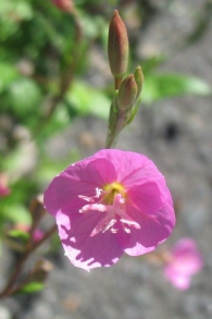 Oenothera rosea (L'Hér. ex Aiton 1789). Hierba del golpe. 5