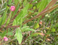 Oenothera rosea (L'Hér. ex Aiton 1789). Hierba del golpe. 3